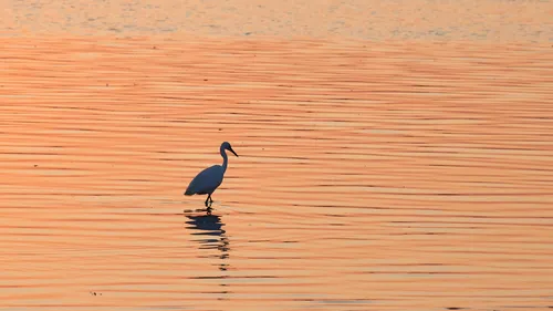 This landscape photograph captures a Great Egret standing in shallow water during a sunset in the evening. The warm orange hues reflecting off the water indicate that the image was taken at twilight, with the calm surface mirroring the silhouette of the bird. The setting is in Christchurch, Dorset, United Kingdom, and the date suggests late spring. The scene features animals, specifically birds, with the Great Egret as the main subject, wading quietly as the sun lowers on the horizon.